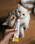 Kitten Paste Вітамінізована паста для кошенят, фото 6