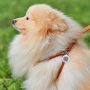 WAUDOG Soft Шлея з повідцем для собак шкіряна з QR паспортом, коричнева, фото 5