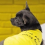 Борцівка «Puppy» для собак, жовта, фото 4