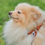 WAUDOG Soft Шлея з повідцем для собак шкіряна з QR паспортом, коричнева, фото 3