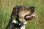 Smart ID Collar Matrix Lime Green Нашийник для собак, фото 5