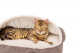 Каталог - Cover Brown Лежак з капюшоном для собак та котів
