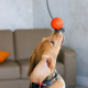 Іграшки - Liker Cord М'ячик на канаті для собак