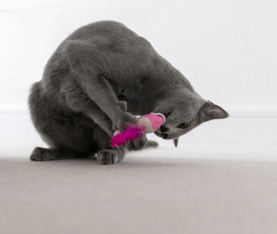 Іграшки - Dental Shrimpies Іграшка для котів з котячою м’ятою