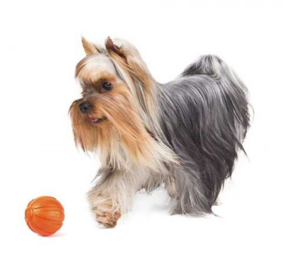 Игрушки - Liker Мячик для собак